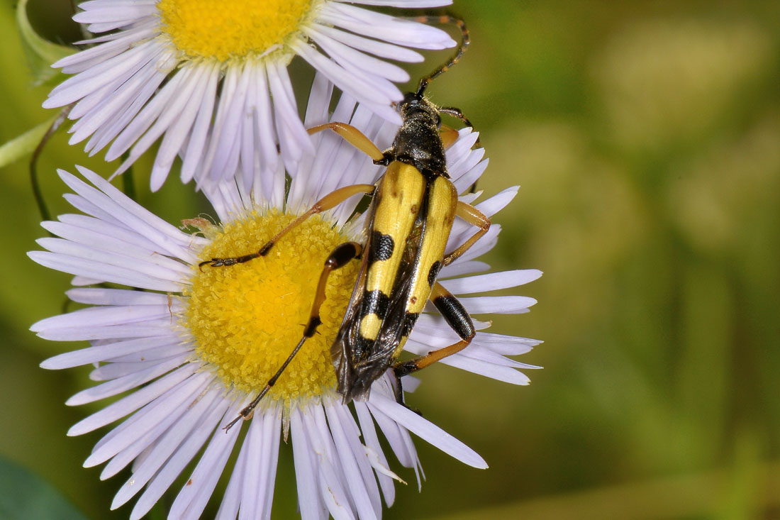 Cerambycidae: Leptura maculata?  ora, Rutpela maculata maculata  m & fa